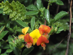 Leobordea