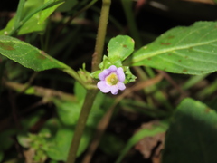 Limnophila rugosa