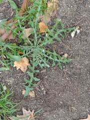 Sonchus tenerrimus