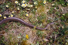 Zamenis scalaris