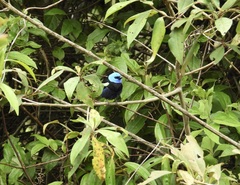 Stilpnia cyanicollis