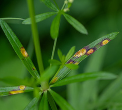 Puccinia punctata