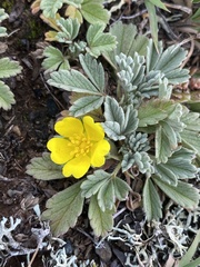 Potentilla acaulis