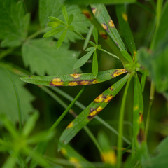 Puccinia punctata
