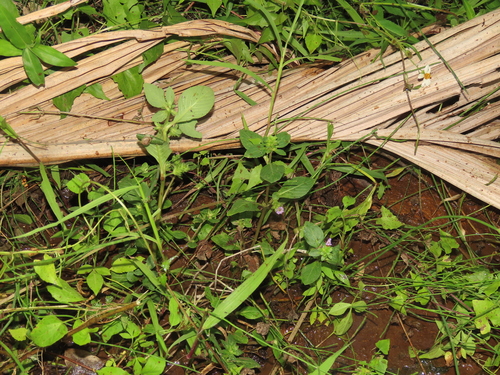 Image of Big-Leaved Marshweed (Limnophila rugosa) by (c) chiuluan, some rights reserved (CC BY)