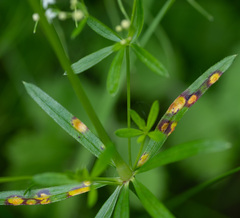Puccinia punctata