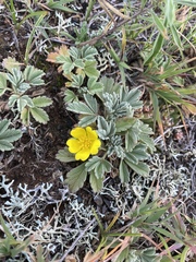 Potentilla acaulis