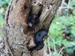 Daldinia concentrica