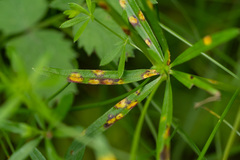 Puccinia punctata