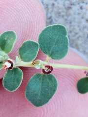 Euphorbia cinerascens