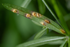 Puccinia punctata