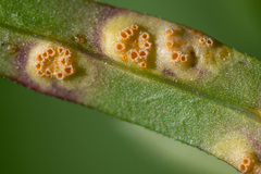 Puccinia punctata