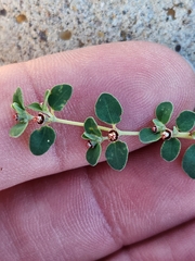 Euphorbia cinerascens