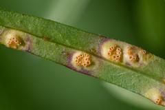 Puccinia punctata