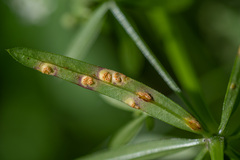 Puccinia punctata