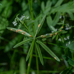 Puccinia punctata