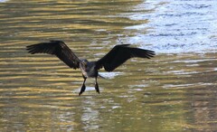 Phalacrocorax carbo