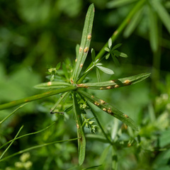 Puccinia punctata