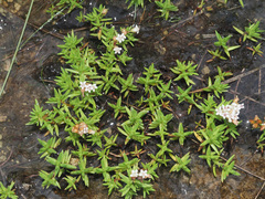Crassula dependens