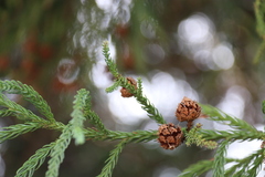 Cryptomeria