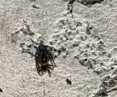 Phidippus audax