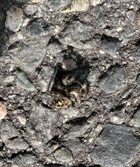 Phidippus audax