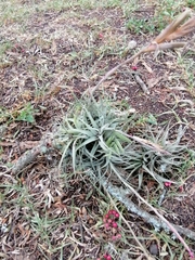 Tillandsia incarnata