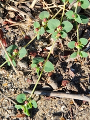 Euphorbia cinerascens