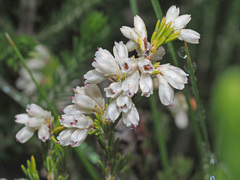 Erica caffrorum