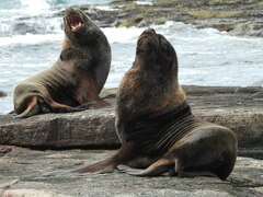 Arctocephalus australis