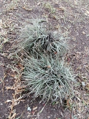 Tillandsia recurvata