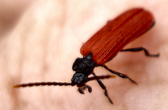 Platycis minutus