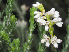 Erica caffrorum