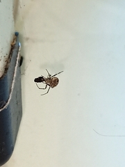 Cyrtophora cicatrosa