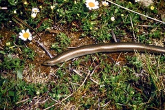 Chalcides striatus