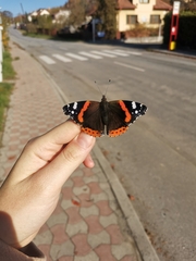 Vanessa atalanta