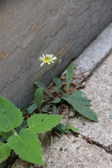 Ixeris chinensis