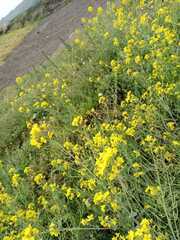 Brassica juncea
