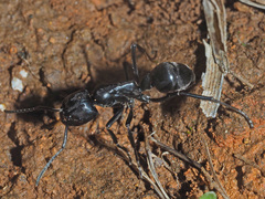 Streblognathus peetersi