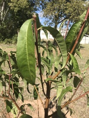Prunus persica