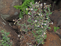 Chaenostoma floribundum