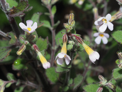 Chaenostoma floribundum