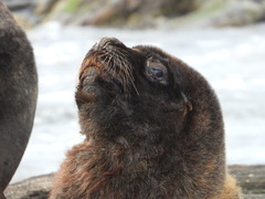 Arctocephalus australis