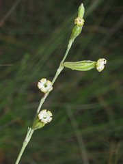 Silene burchellii modesta