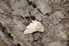Lymantria dispar