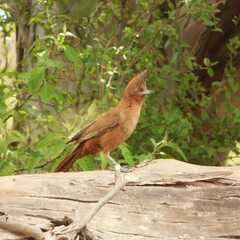 Pseudoseisura lophotes