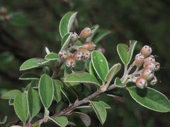 Cotoneaster pannosus