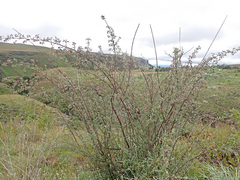 Cotoneaster pannosus
