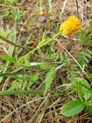 Polygala lutea