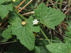Zehneria